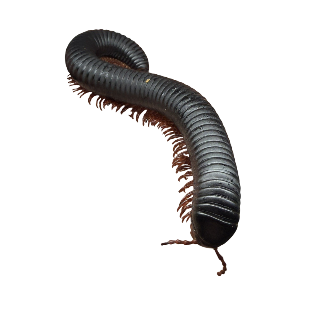 Archispirostreptus Gigas
