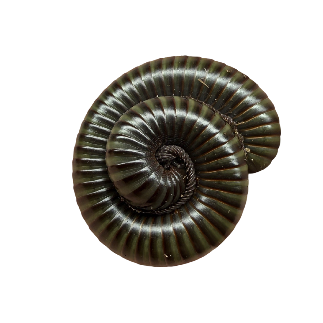 Spirostreptus sp. Giant Green