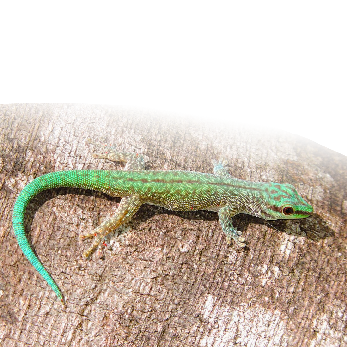 Phelsuma Abotti Sumptio