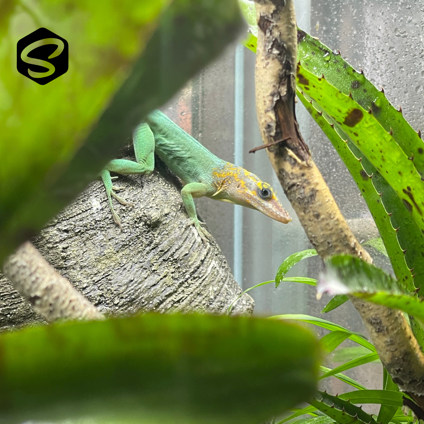 Anolis Marmoratus Neufchatea