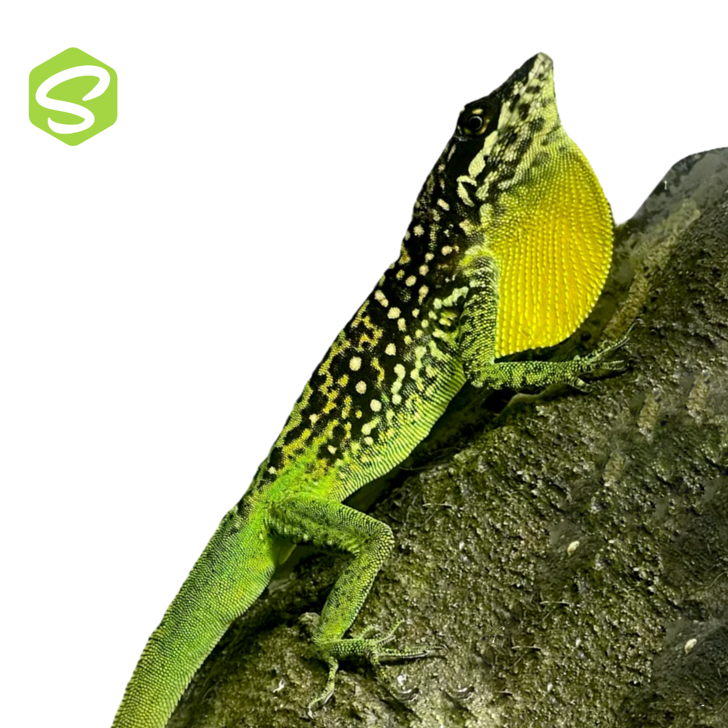 Anolis roquet summus "Deux Choux"