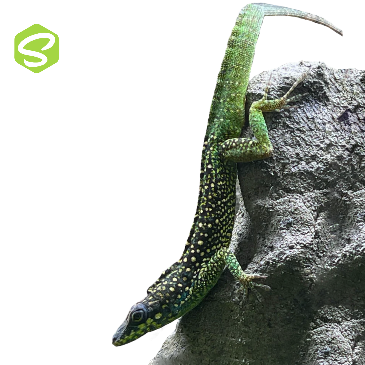 Anolis roquet summus "Gras morne"