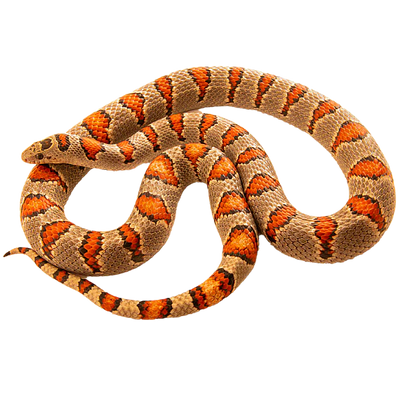 Greeri