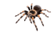 Pókok