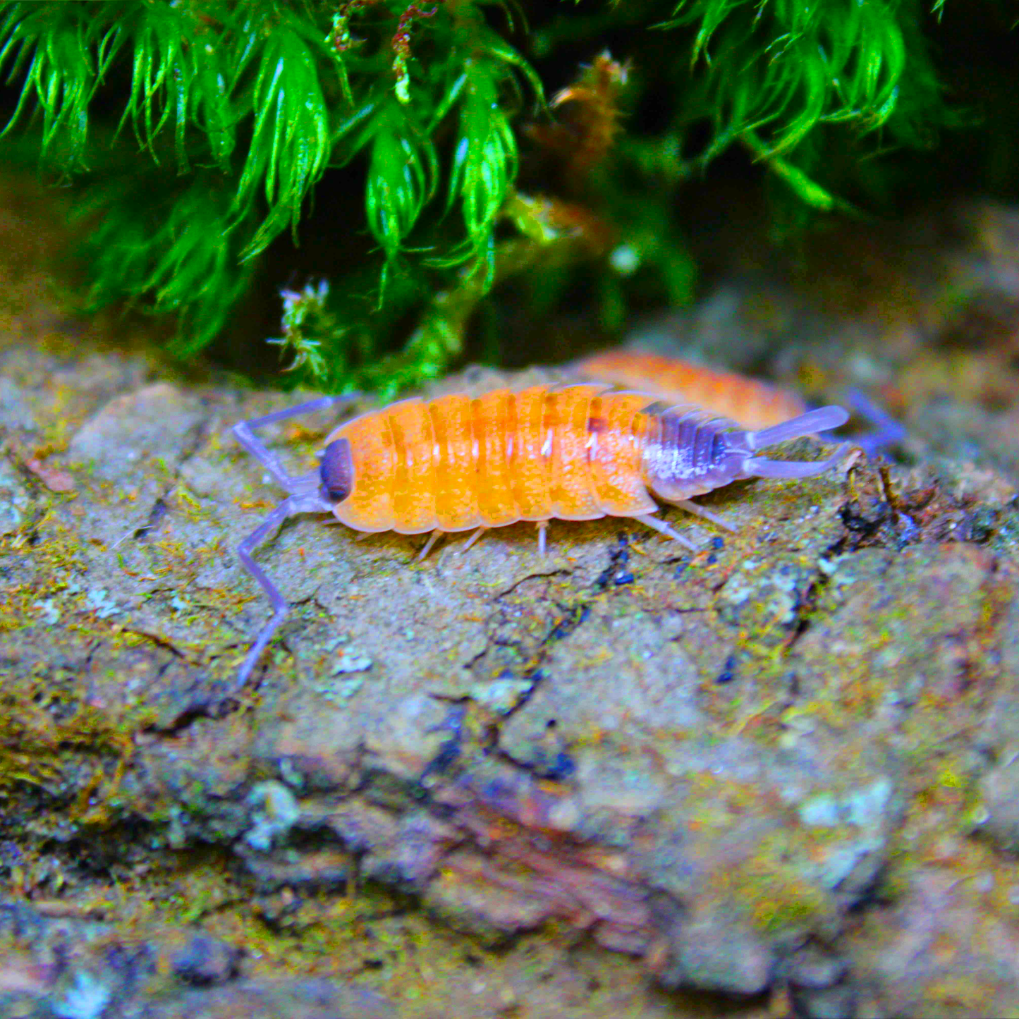 Porcellio Silvetri