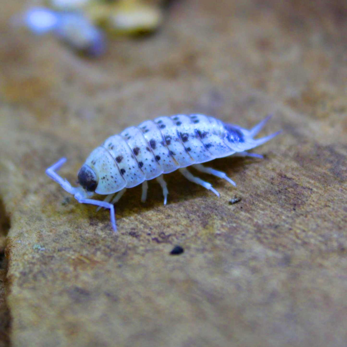 Porcellio Violaceus “rubivon“