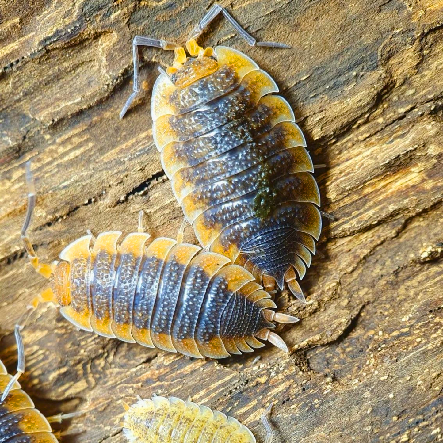 Porcellio echinatus “orange skirt”