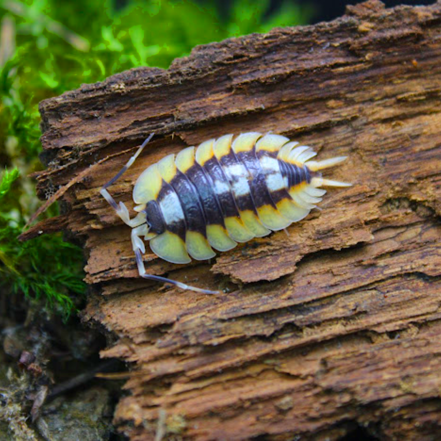 Porcellio expansus “orange”