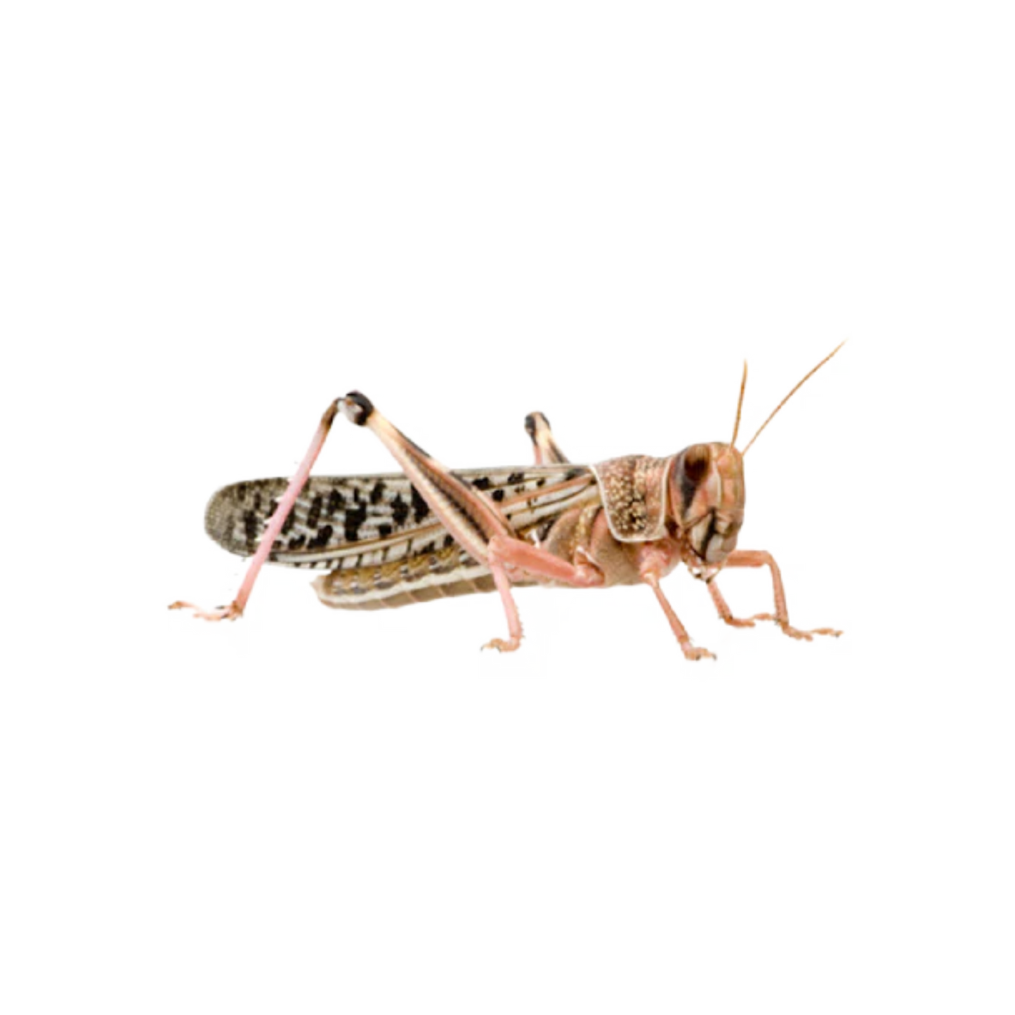 Nagy méretű sivatagi vándorsáska