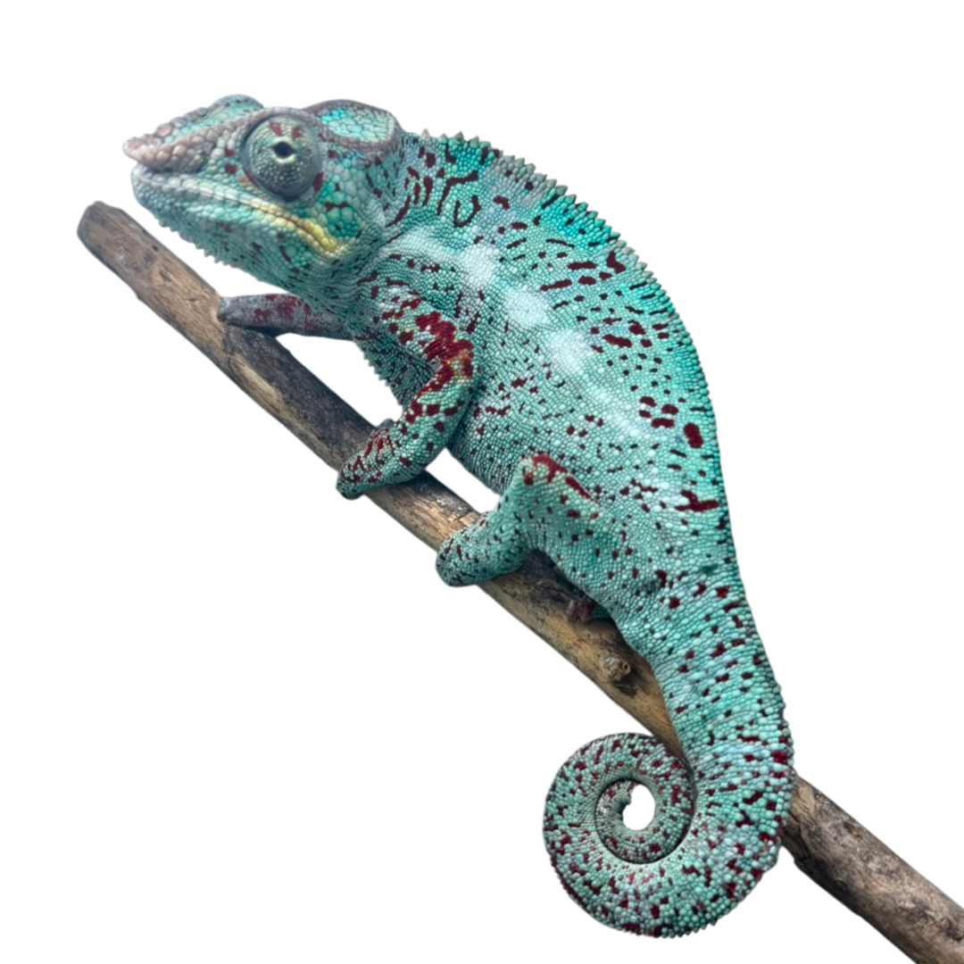 Párduc Kaméleon Hím