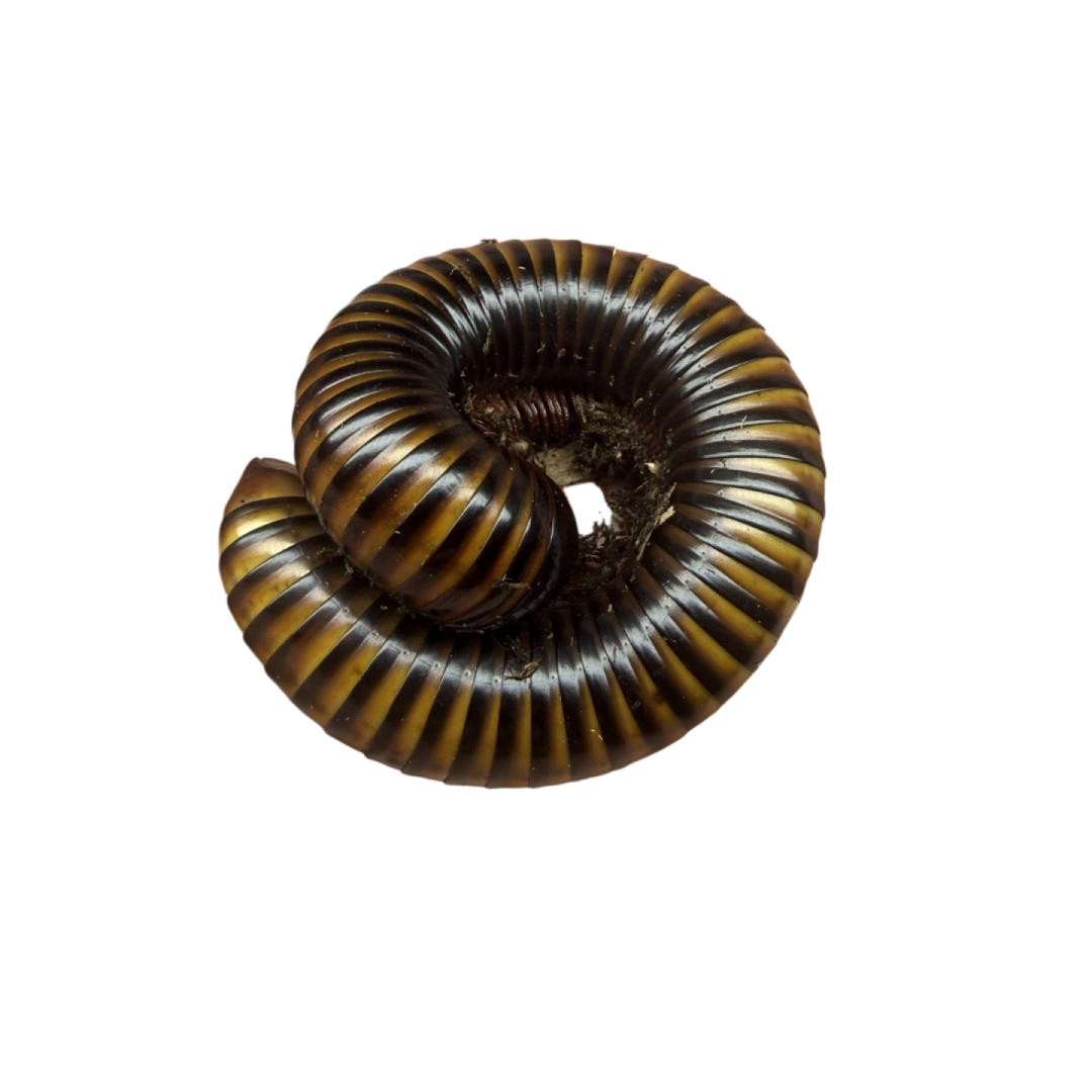 Pelmatojulus Ligulatus Giant Cameroon