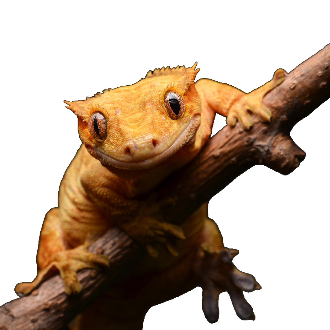 Vitorlás Gekkó - Correlophus ciliatus