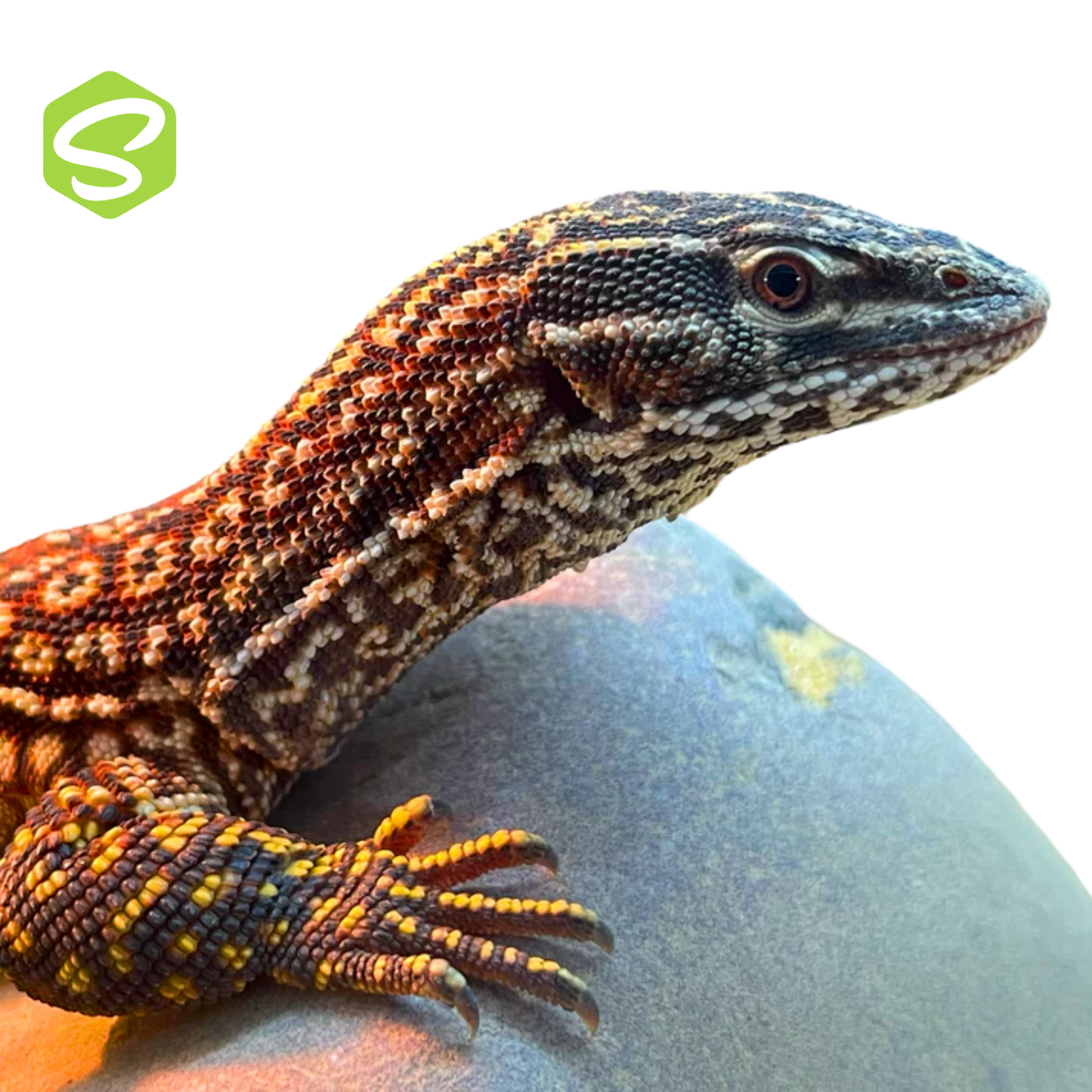 Varanus acanthurus