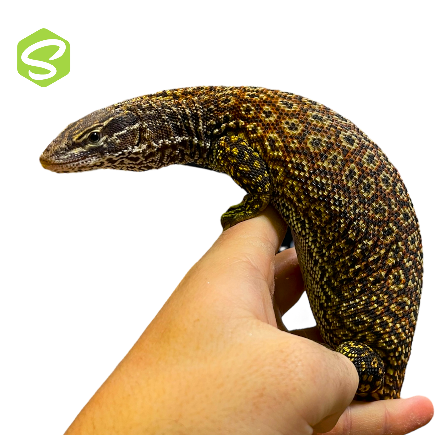 Varanus acanthurus