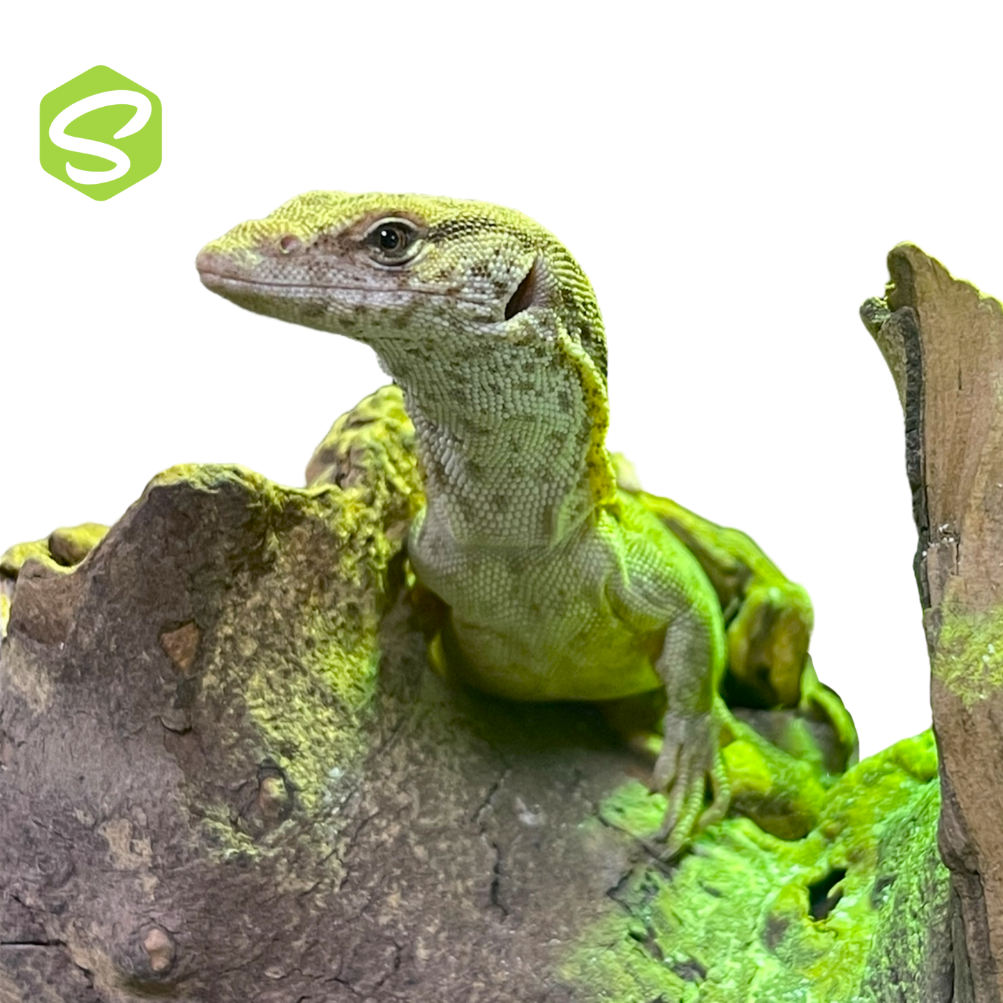 Varanus Gilleni