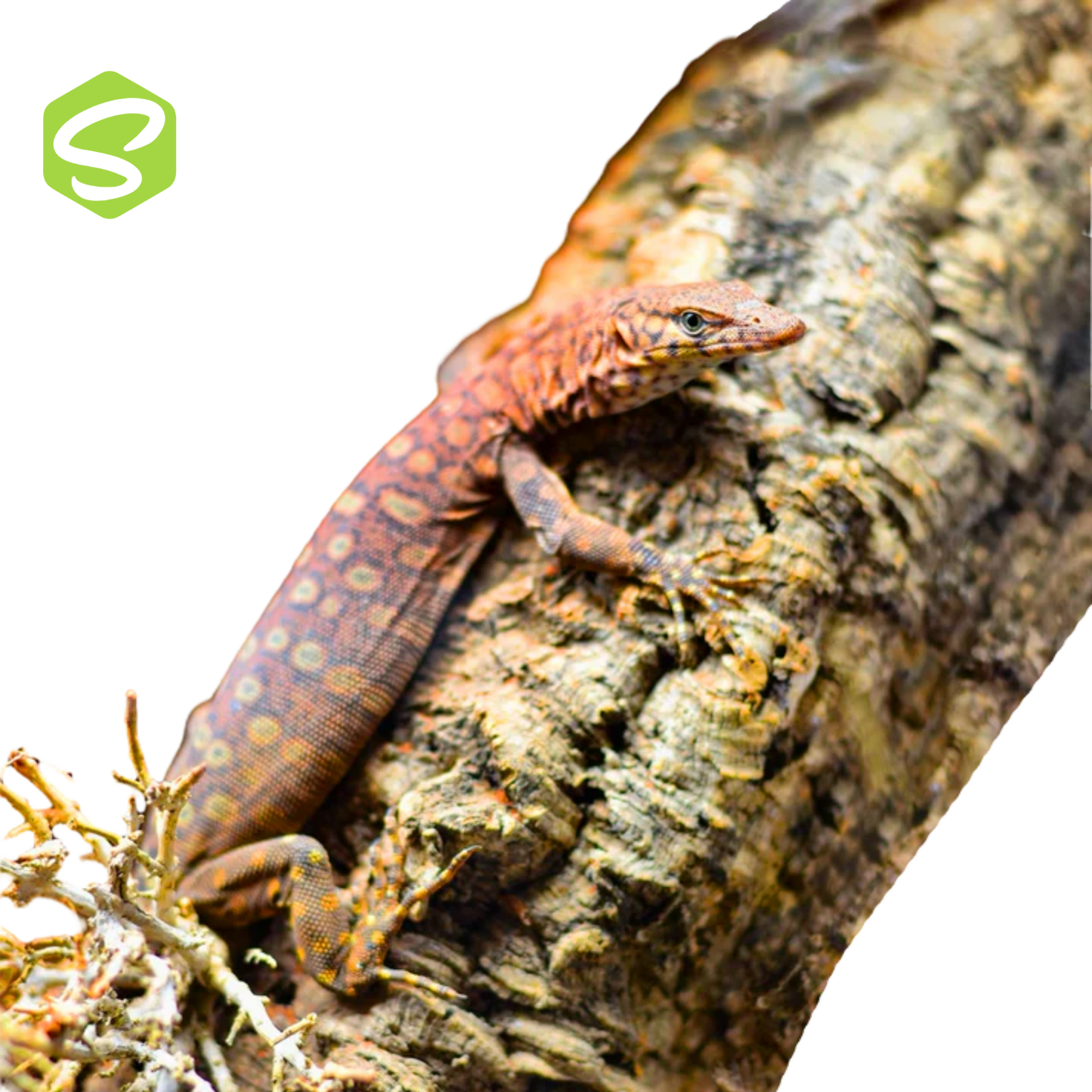 Varanus Pilbarensis