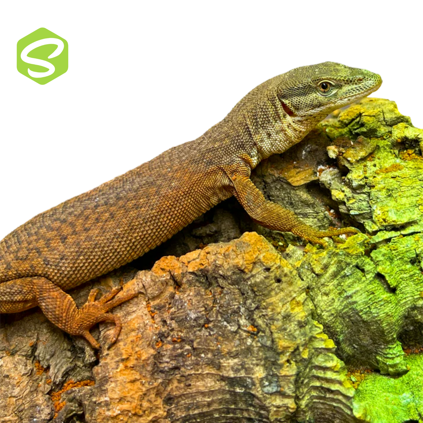 Varanus Storri