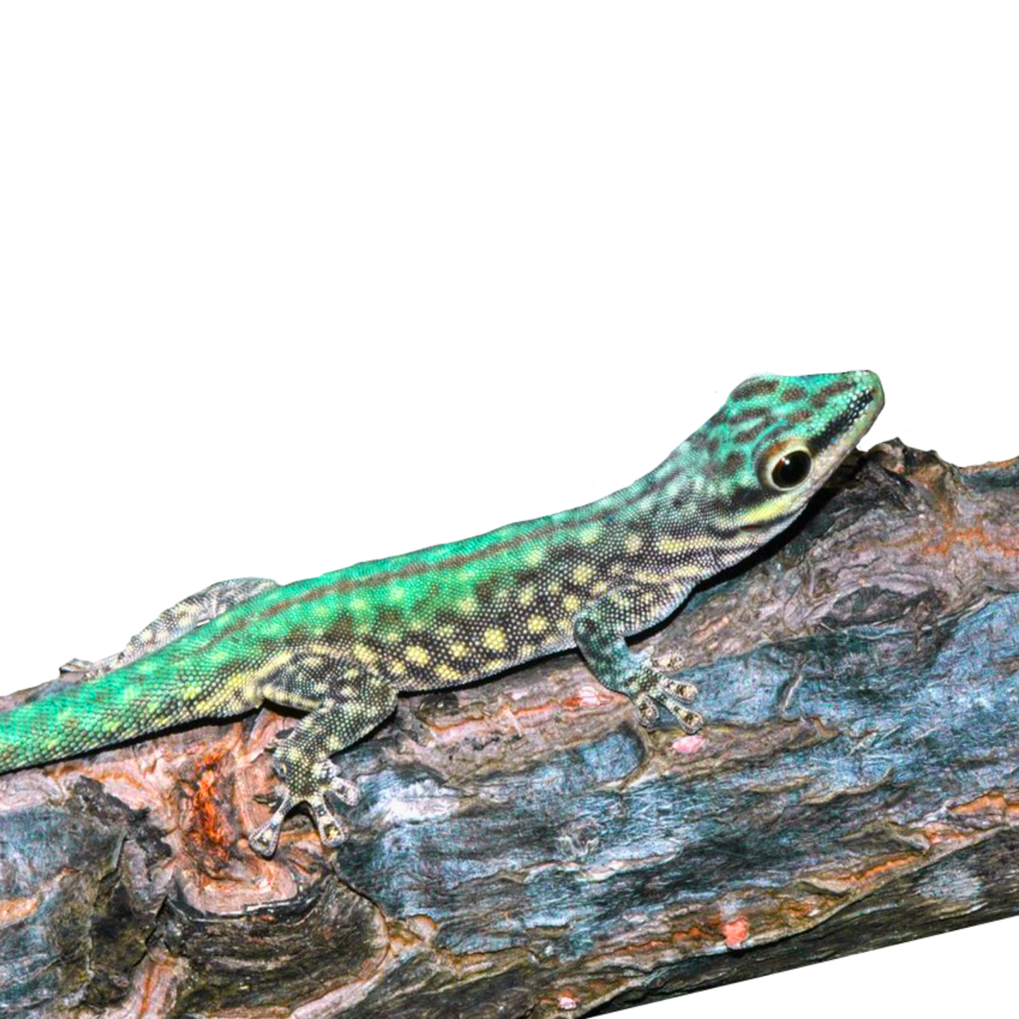 Phelsuma Abotti Chekei
