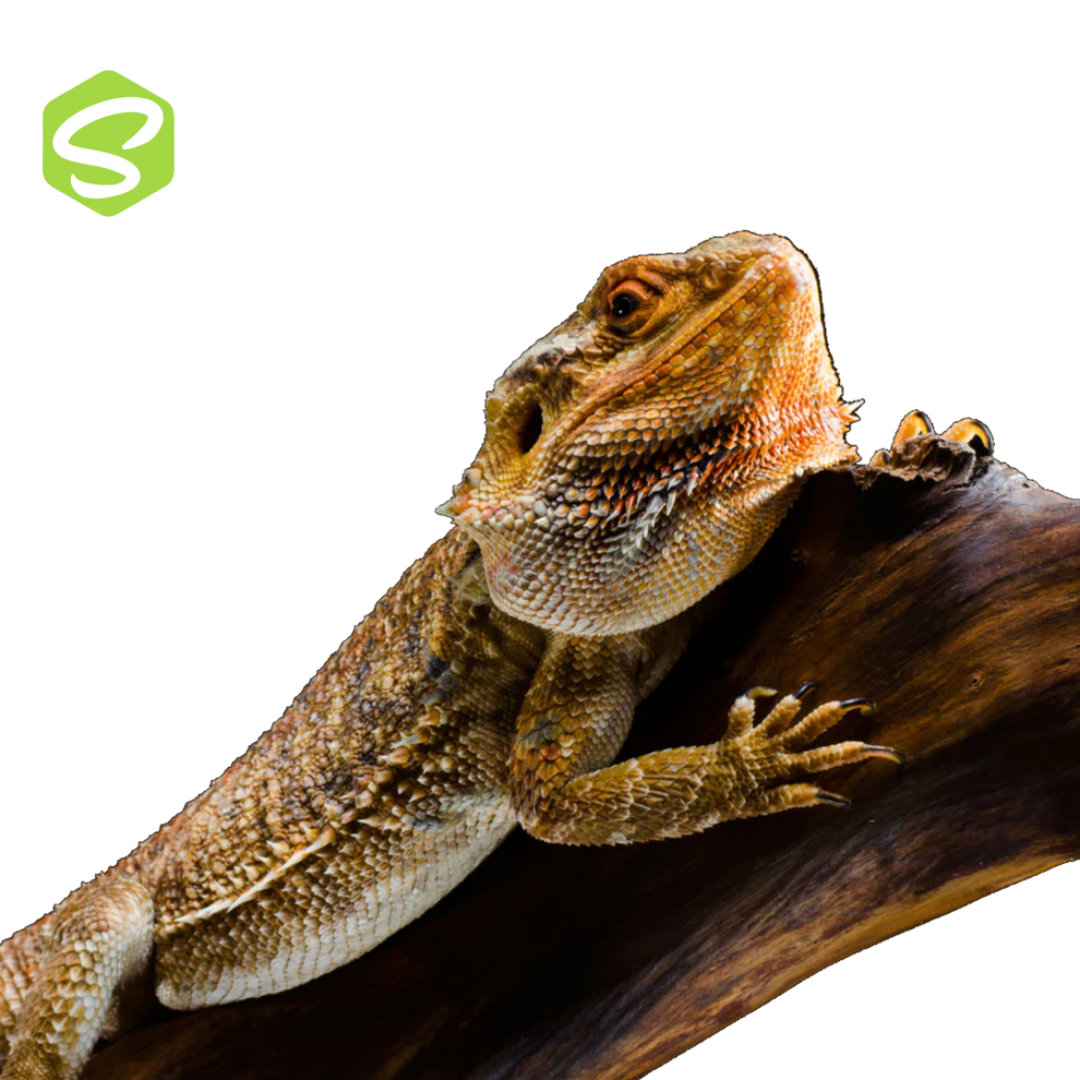 Szakállas Agáma Szett