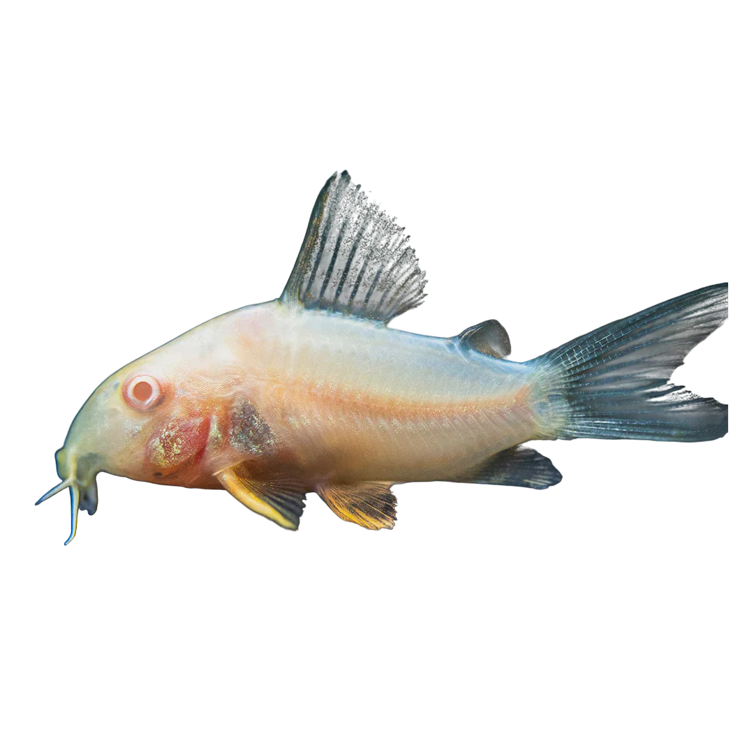 Albínó-díszmárna - Corydoras albino