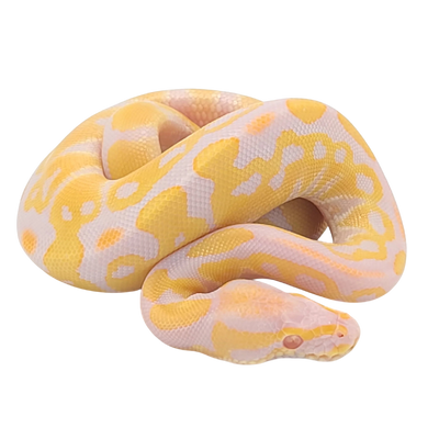 Albino