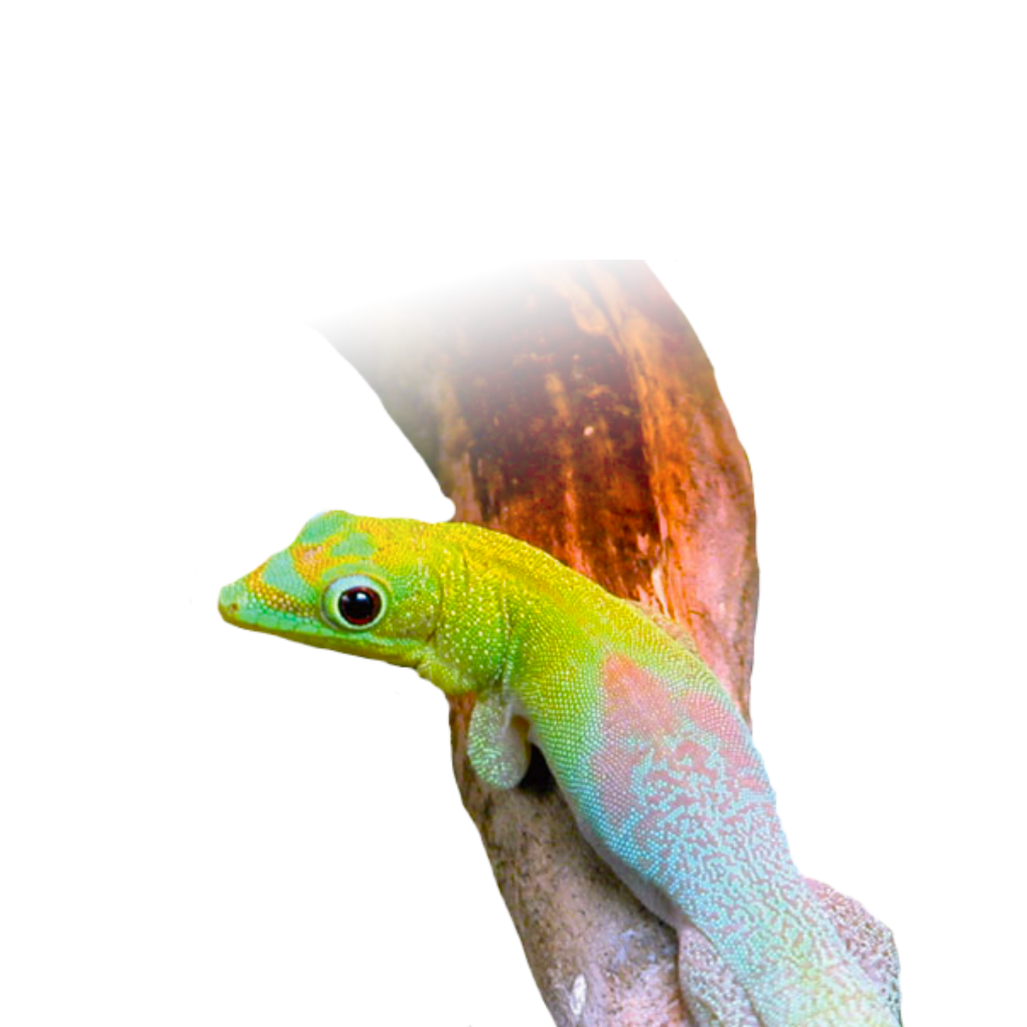 Phelsuma Angularis