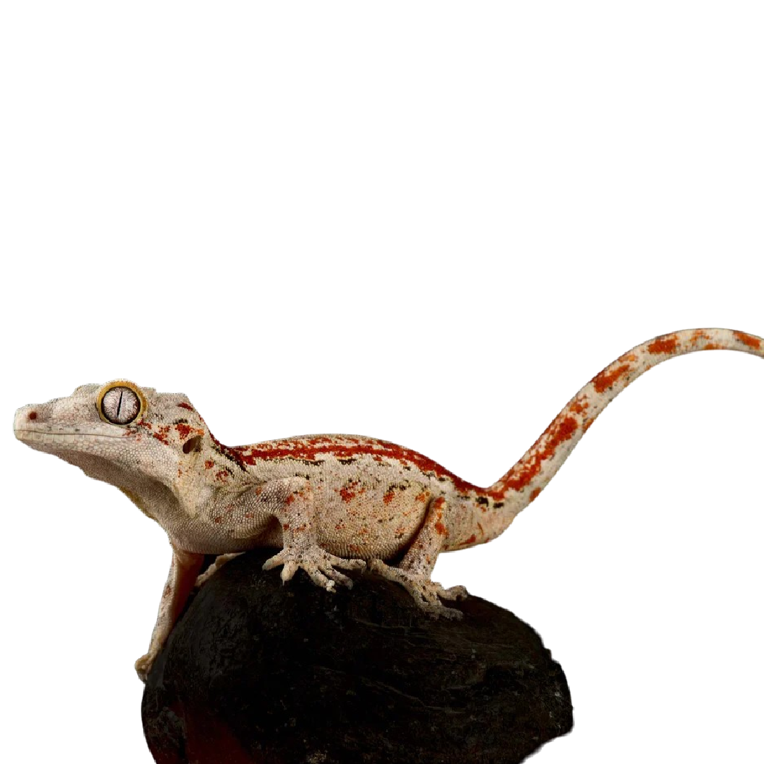 Vízköpő Gekkó - Rhacodactylus Auriculatus