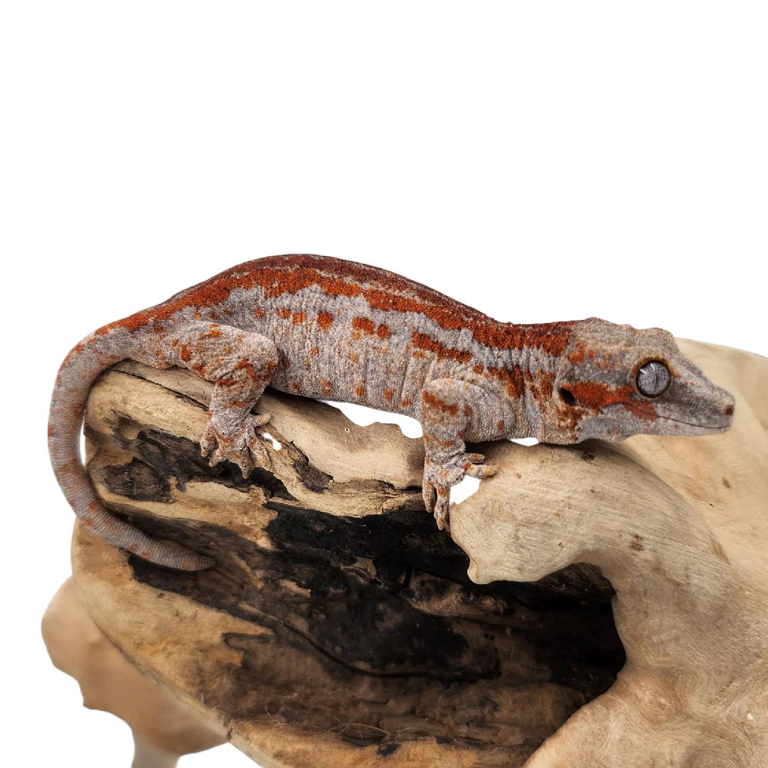 Vízköpő Gekkó - Rhacodactylus Auriculatus