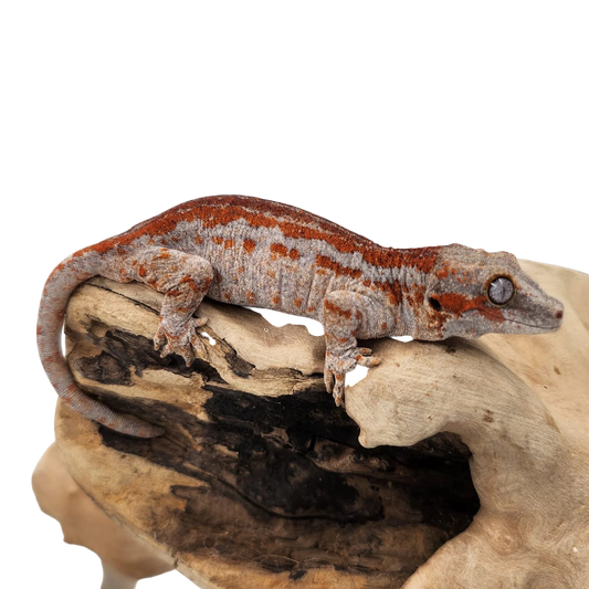 Vízköpő Gekkó - Rhacodactylus Auriculatus