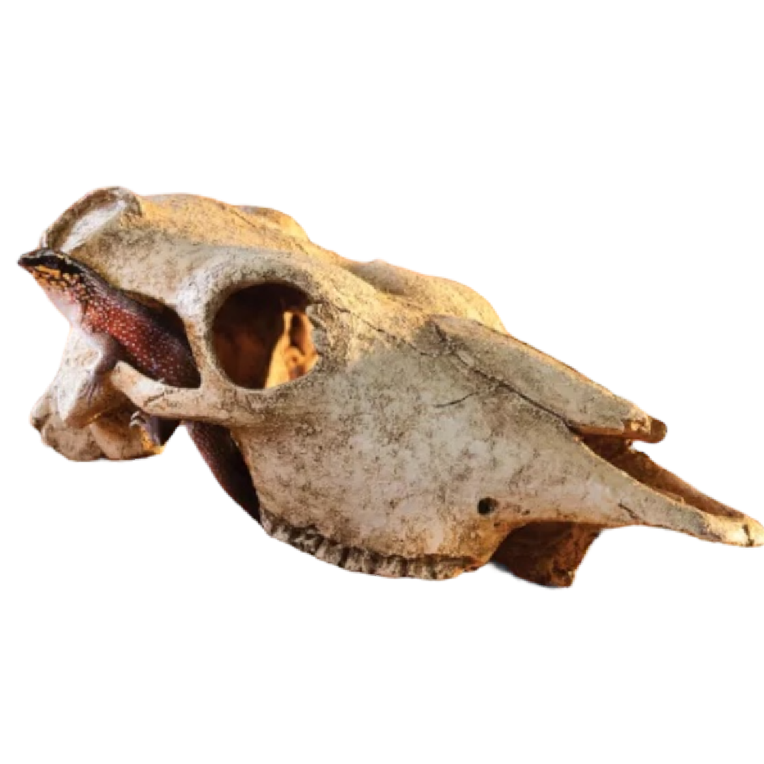 Exo Terra Bölény Koponya