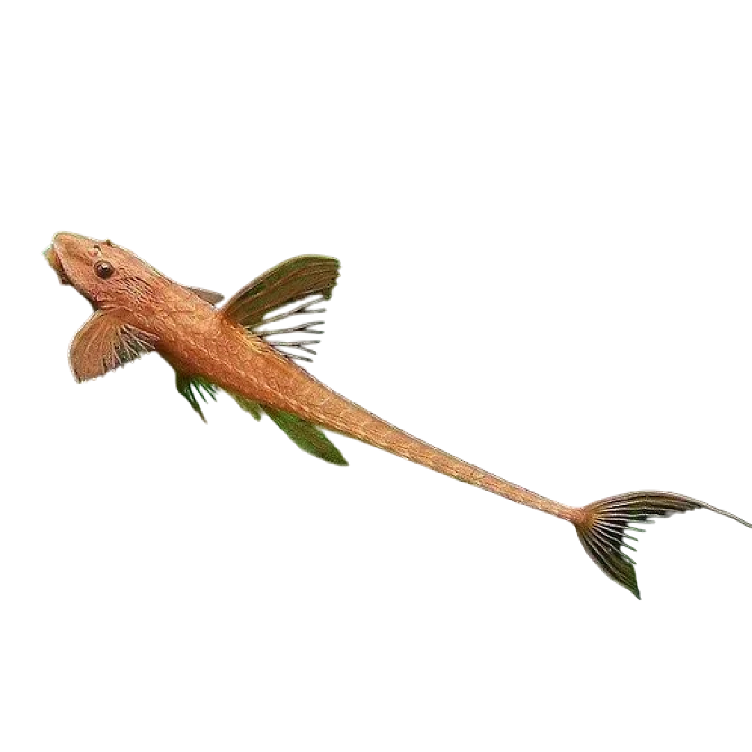 Boszorkányharcsa red