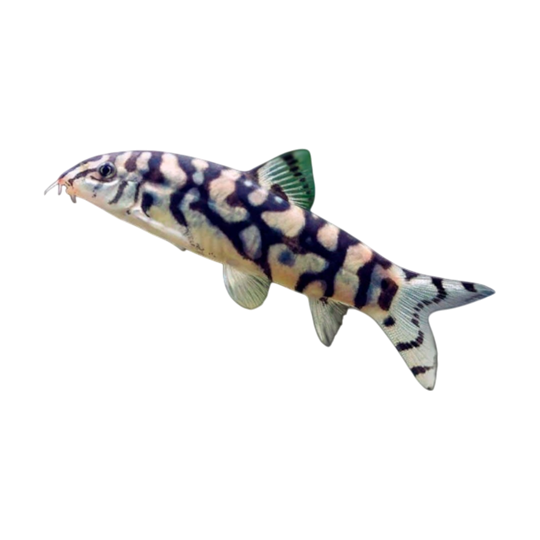 Botia Lohachata