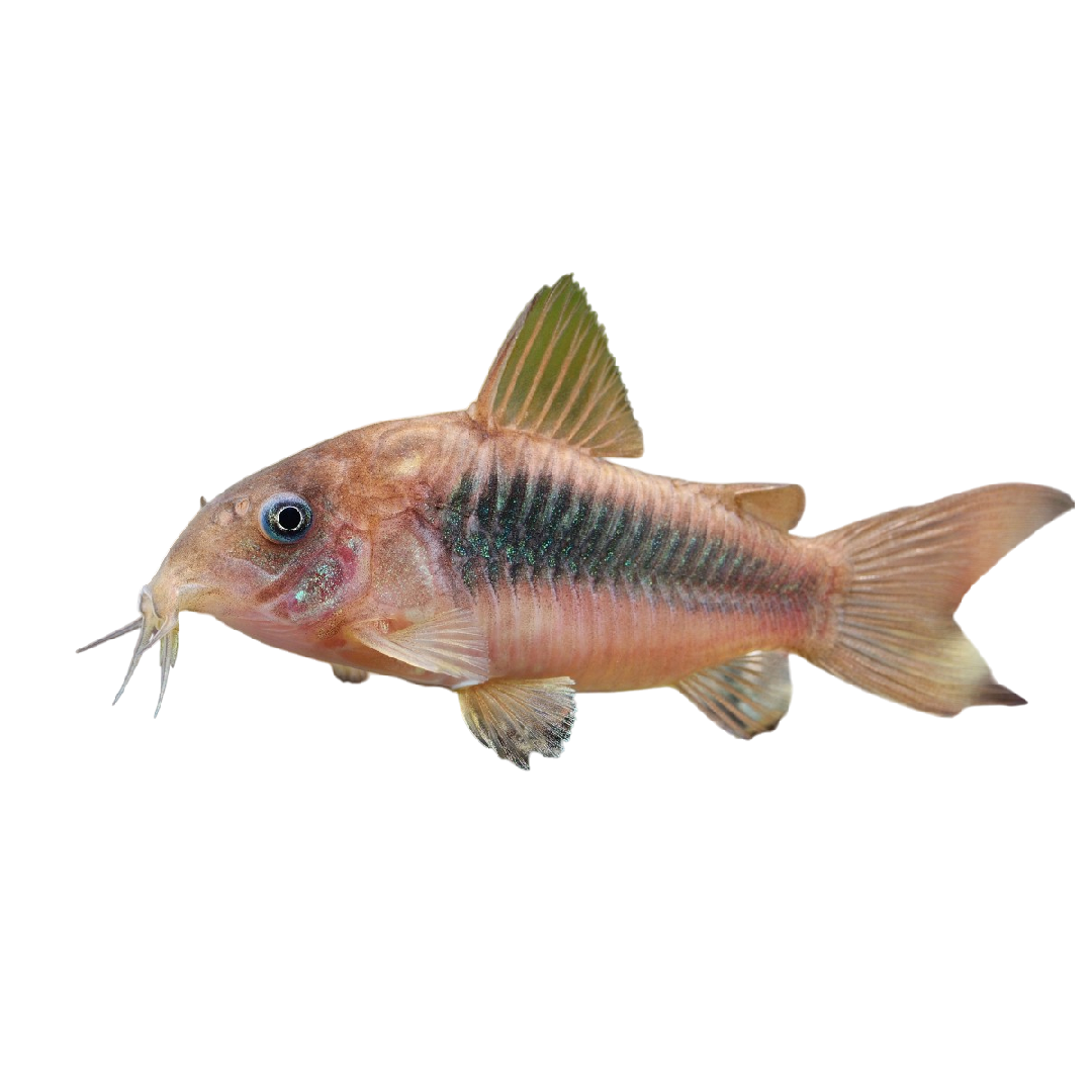 Rézcsőrű díszmárna