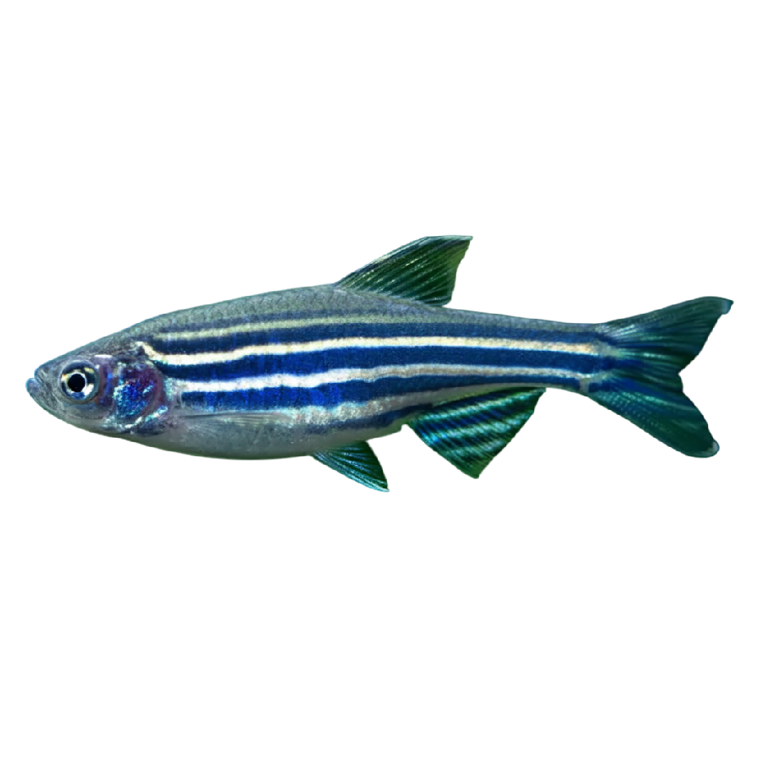 Zebradánió - Danio rerio