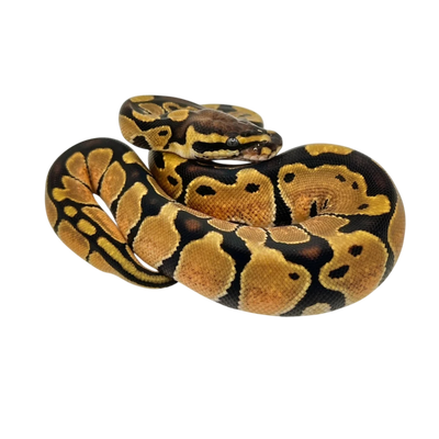 Enchi