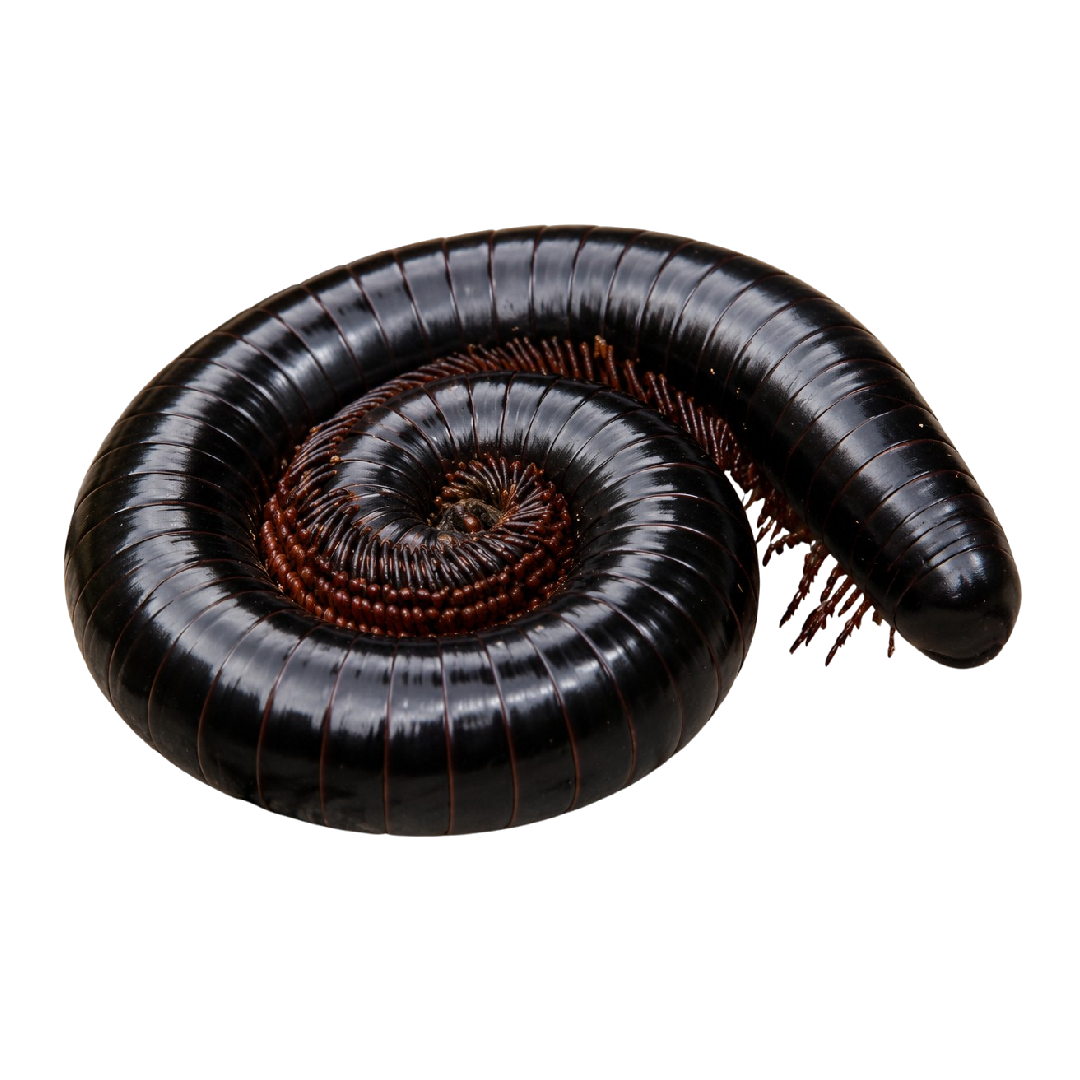 Doratogonus rugifrons