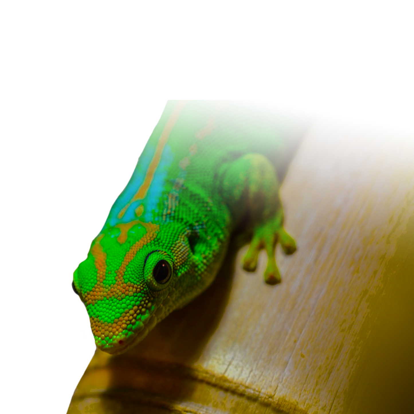 Phelsuma Guimbeaui