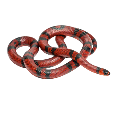 Triangulum Hondurensis