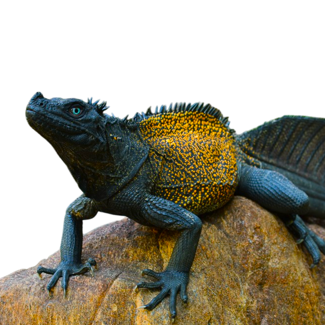 Hydrosaurus spp.