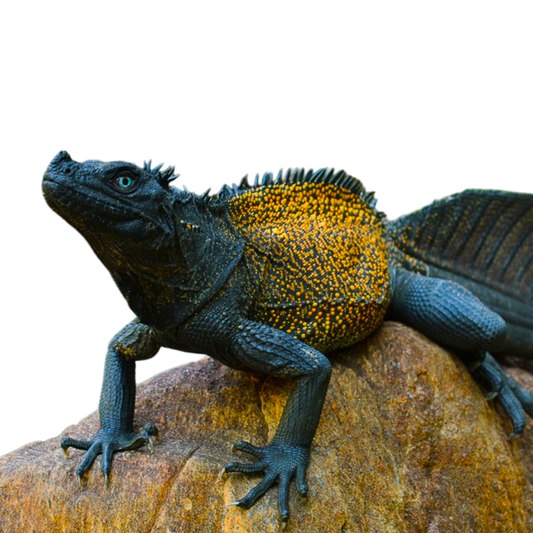 Hydrosaurus spp.