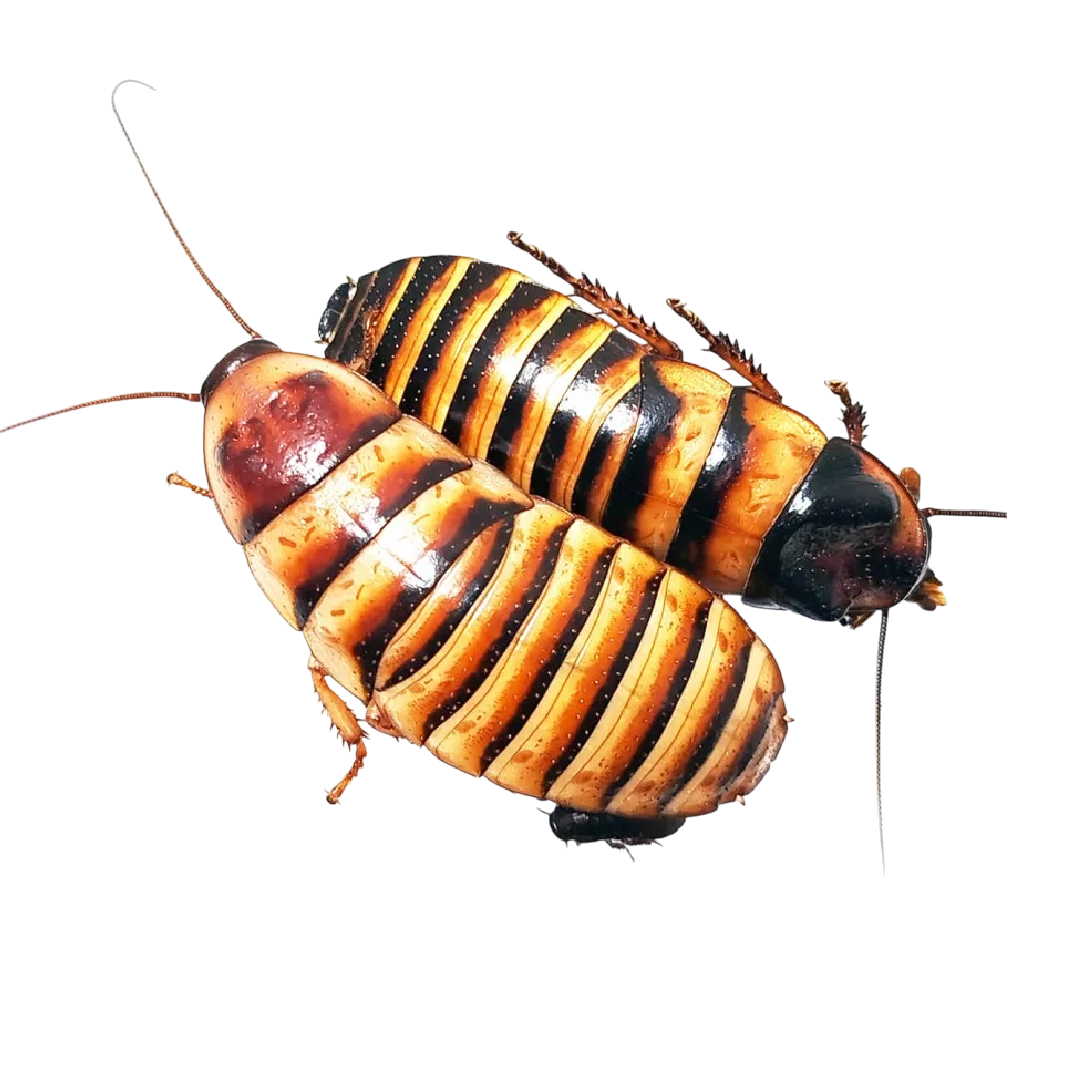 Elliptorhina javanica - Jávai Sziszegős Csótány