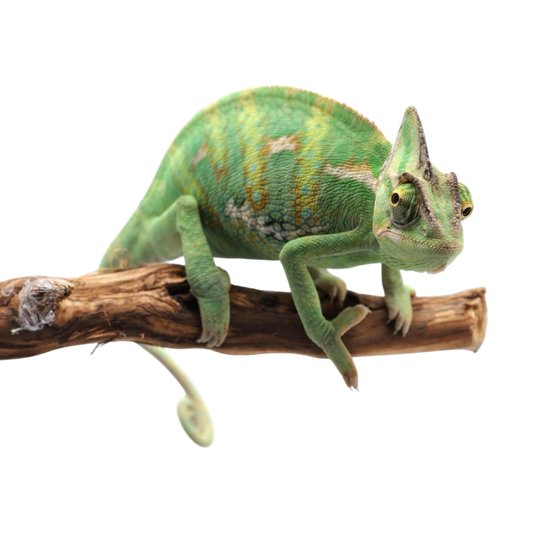 Sisakos Kaméleon Hím