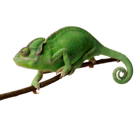 Sisakos Kaméleon Nőstény