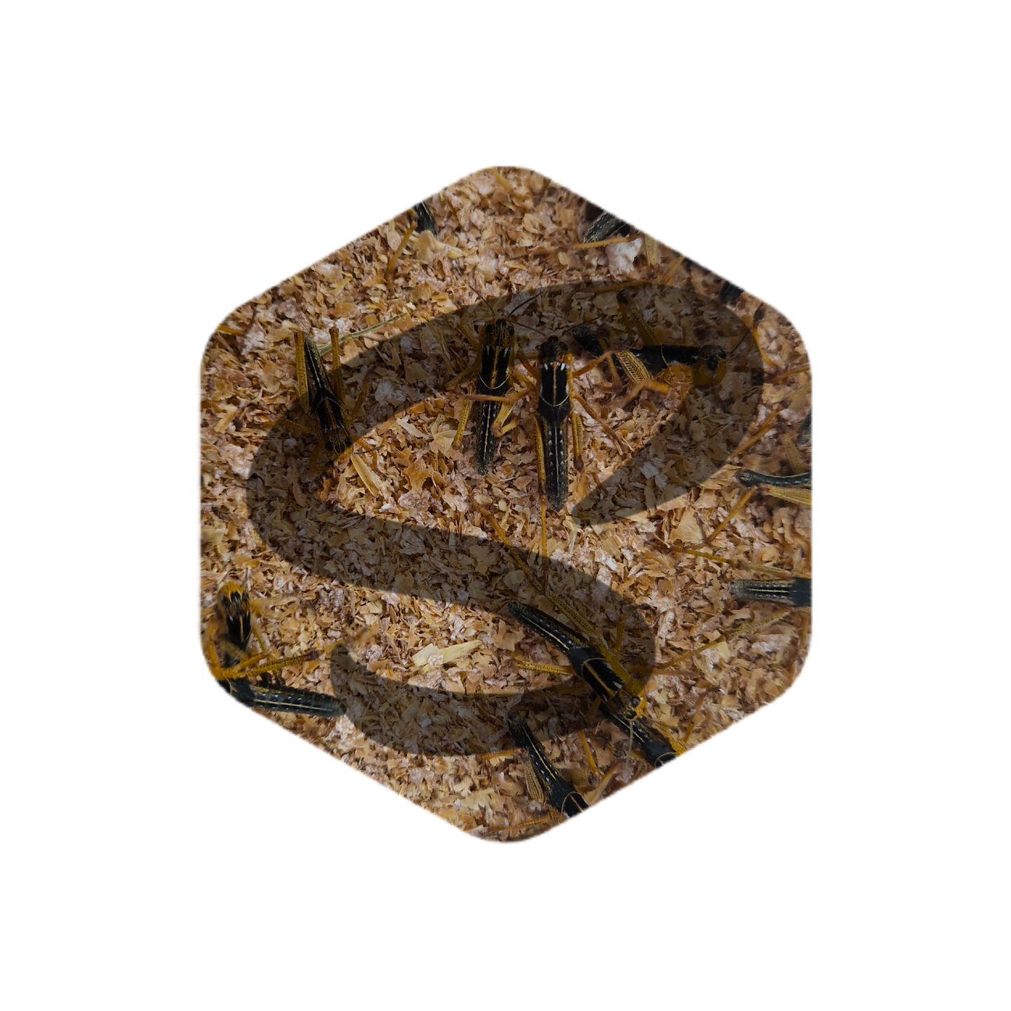 Kis méretű keleti vándorsáska