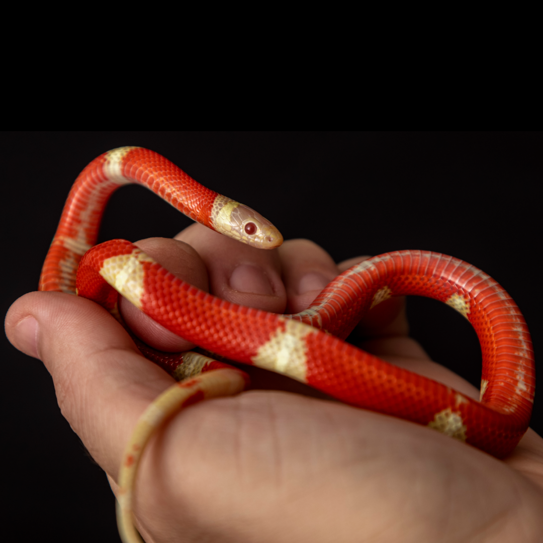 Királysikló - Lampropeltis