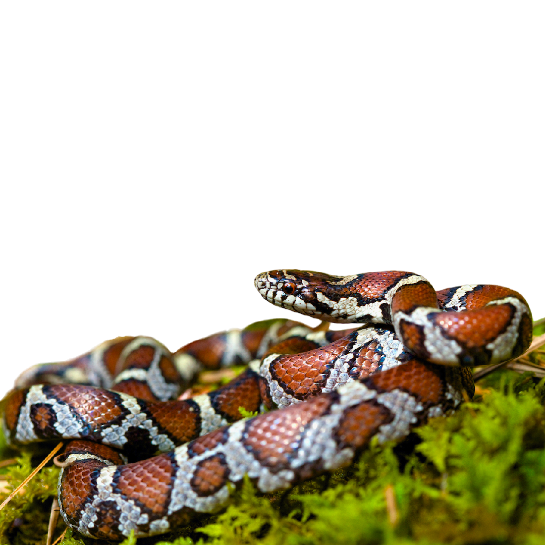 Királysikló - Lampropeltis