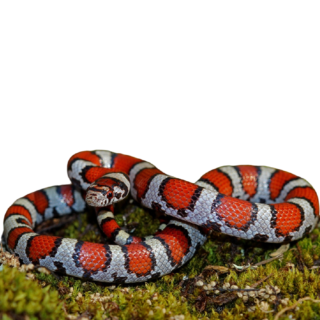 Királysikló - Lampropeltis