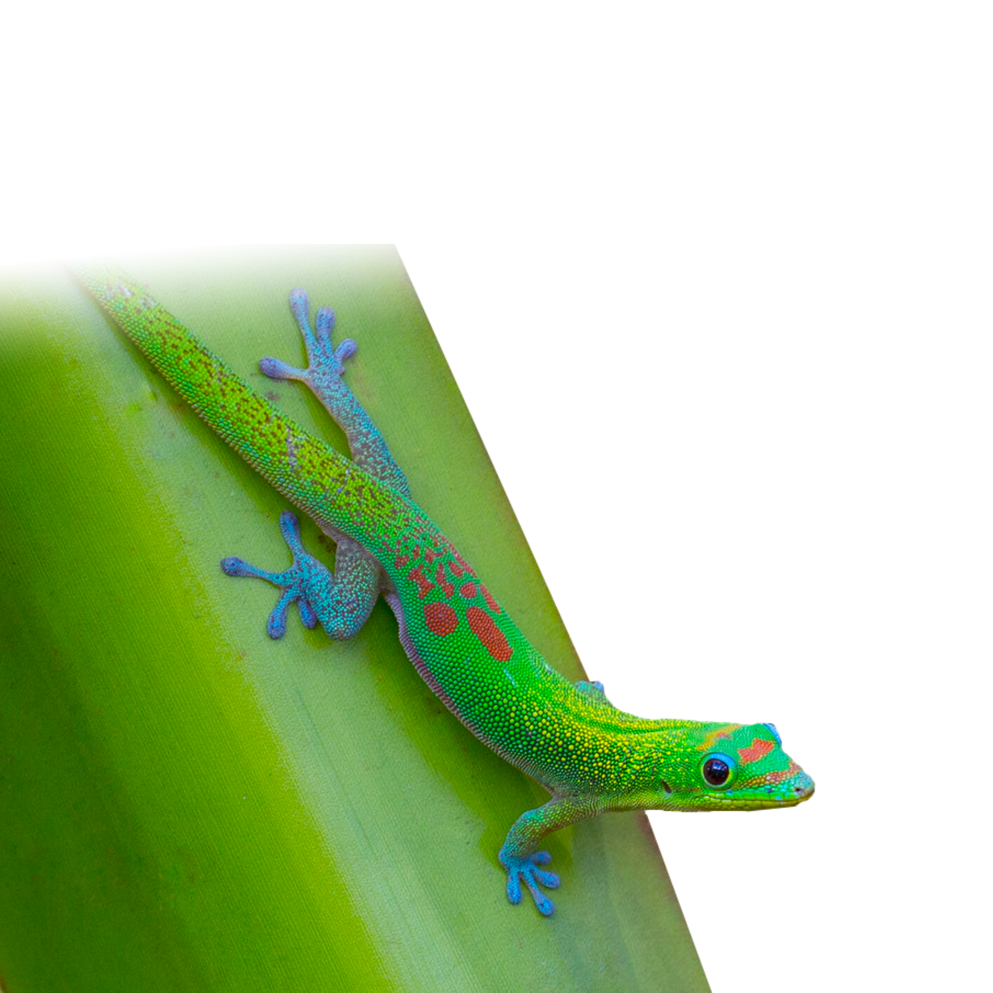 Phelsuma Laticauda