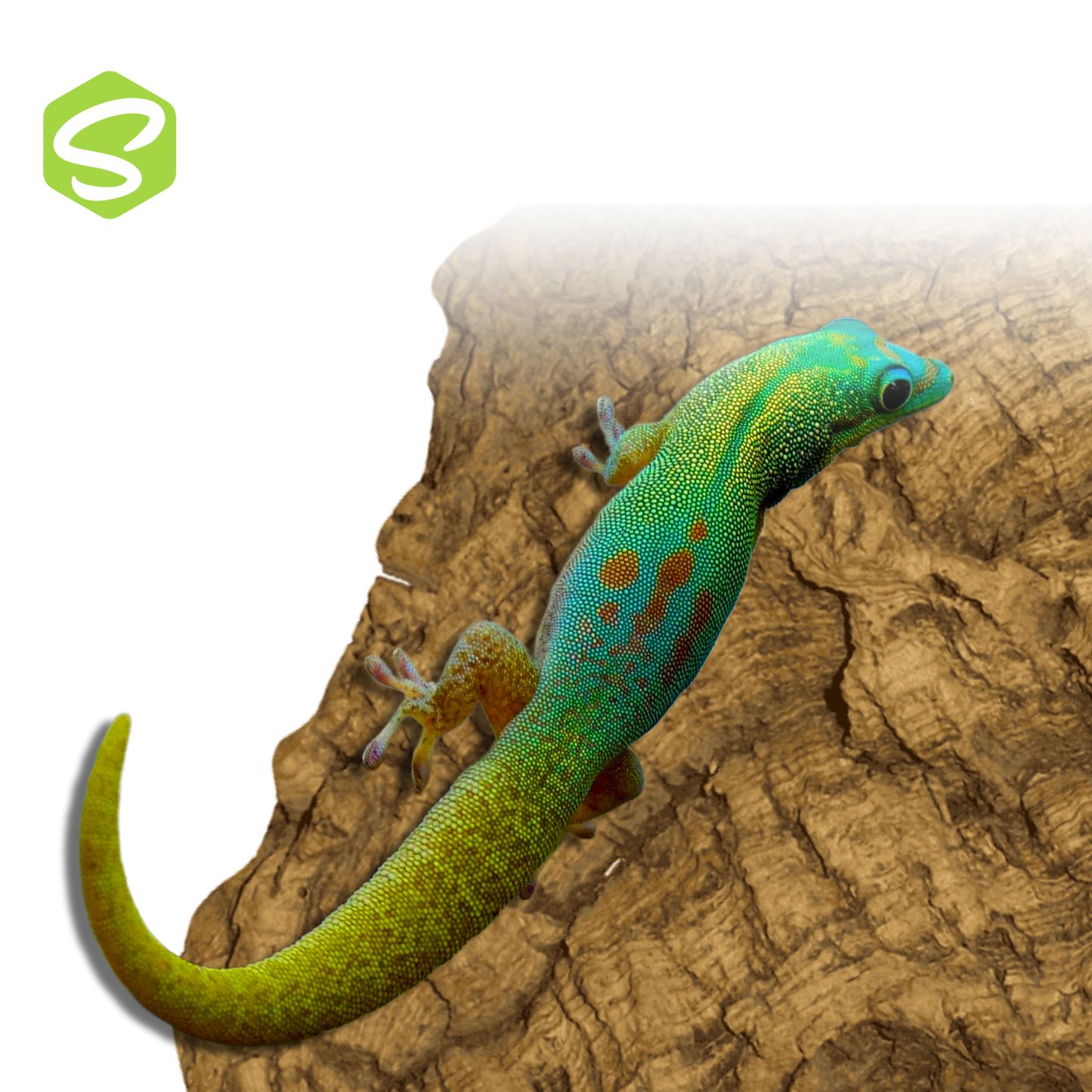 Phelsuma Laticauda Blue