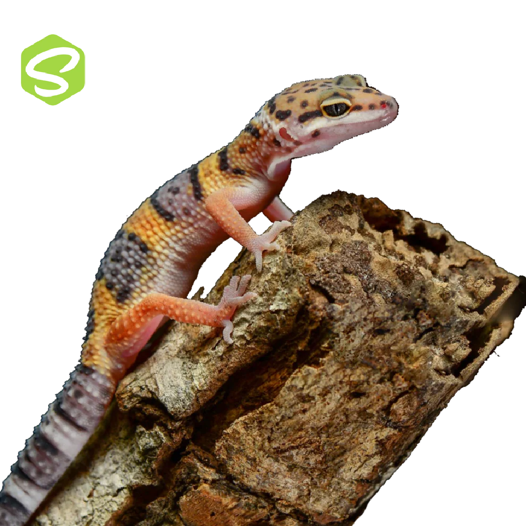 Leopárd Gekkó Szett